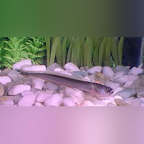 Prehistoric Dragon Goby