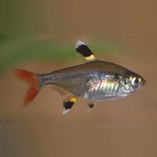 Pristella Tetra