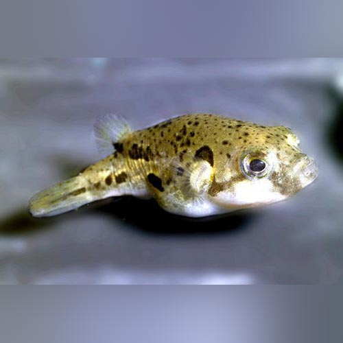 Indian Pea Puffer