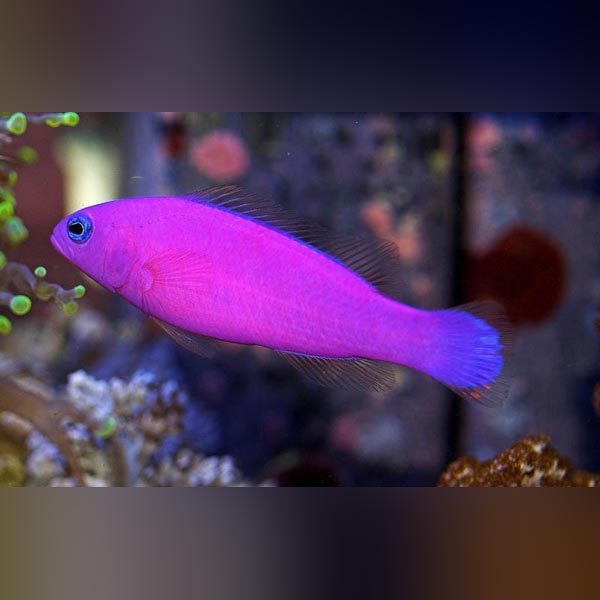 Purple Dottyback