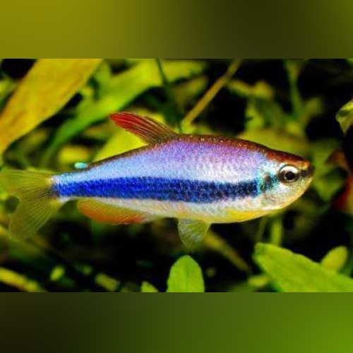 Purple Emperor Tetra