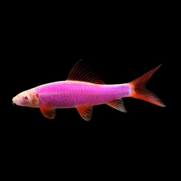 Galactic Purple Glofish Shark