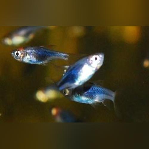 Purple Harlequin Rasbora