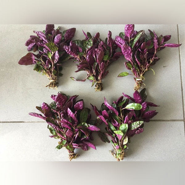 purple waffle plant air purifier Purple Waffle for sale – AquariumFish.com