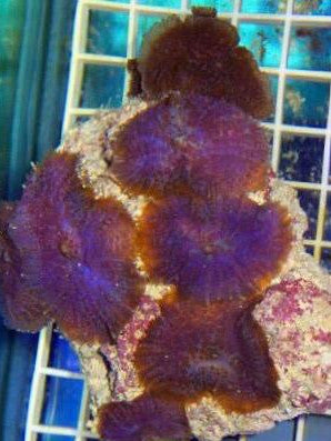 Purple Rhodactis Mushroom