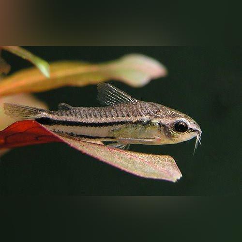 Pigmy Cory