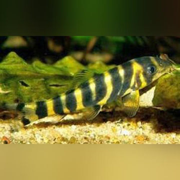 Loaches for sale – AquariumFish.com