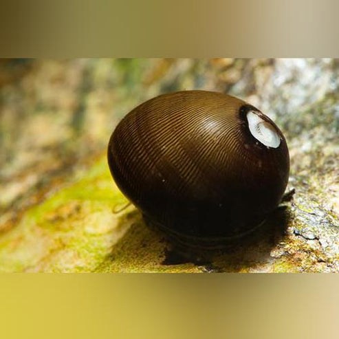 Racing Olive Nerite Snail for sale – AquariumFish.com