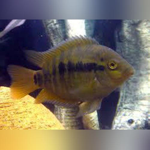 Rainbow Cichlid