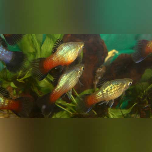 Rainbow Platy