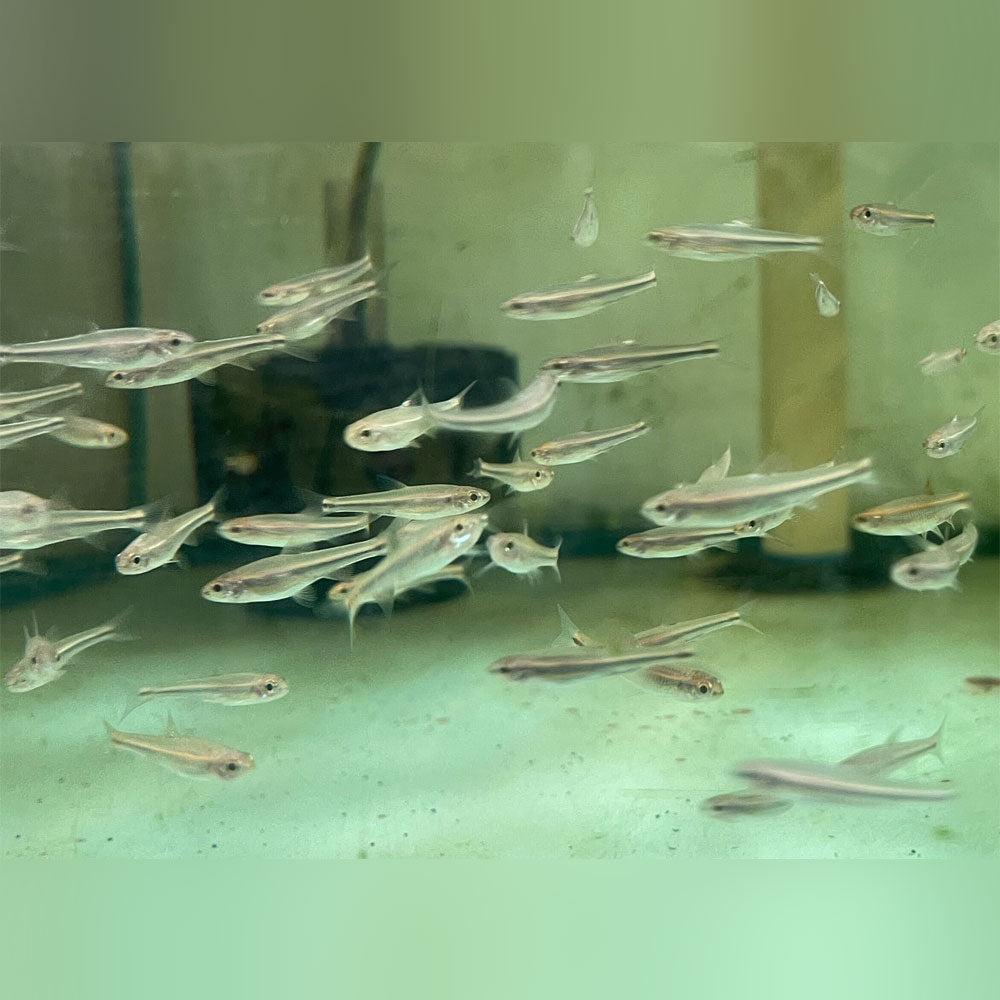 Rainbow Shiner for sale – AquariumFish.com