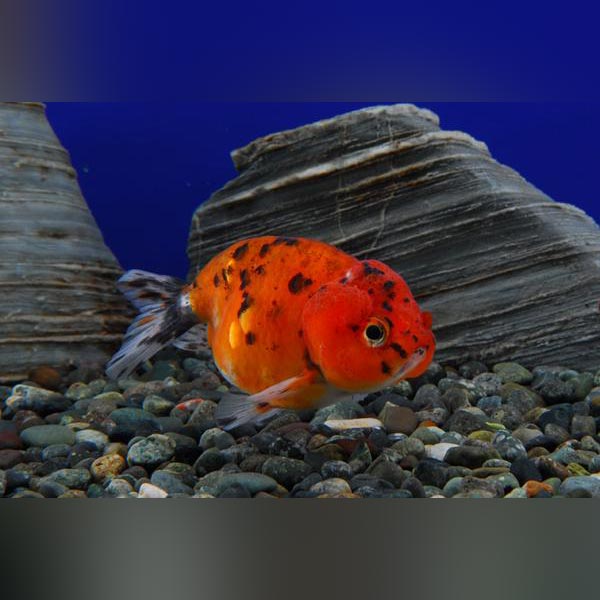 Small Rancho Fish Ranchu Goldfish for sale – AquariumFish.com