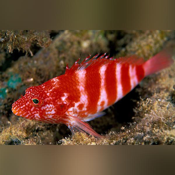 Red Banded Hawkfish for sale – AquariumFish.com
