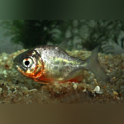 Red Belly Pacu