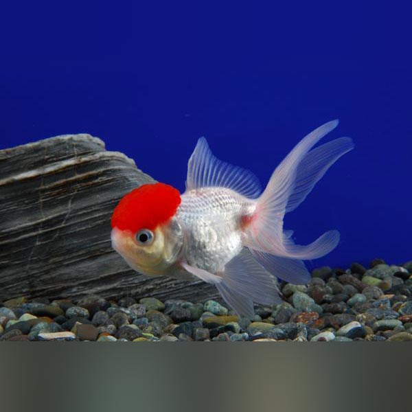Red Cap Oranda Goldfish for sale – AquariumFish.com
