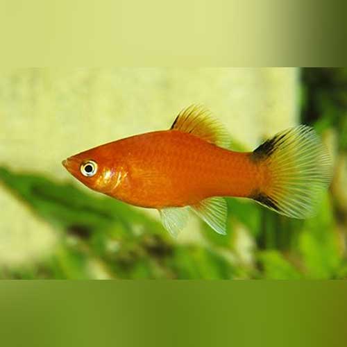 Red Comet Platy