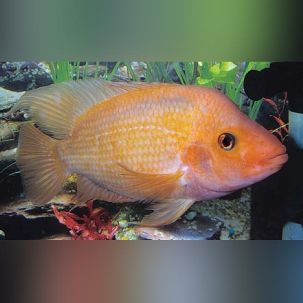 Red Devil Cichlid