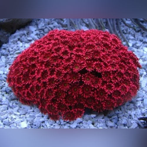 coral plant pot Red Flower Pot Coral for sale – AquariumFish.com