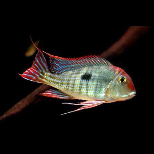 Red Head Tapajos Cichlid