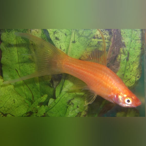 Red Hi Fin Lyre Tail Swordtail