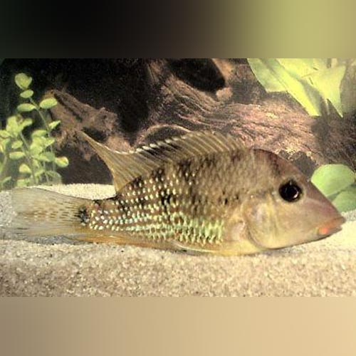 Red Hump Geophagus Cichlid