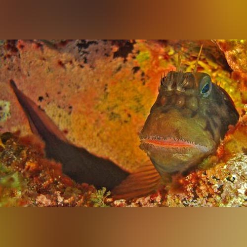 Red Lip Blenny