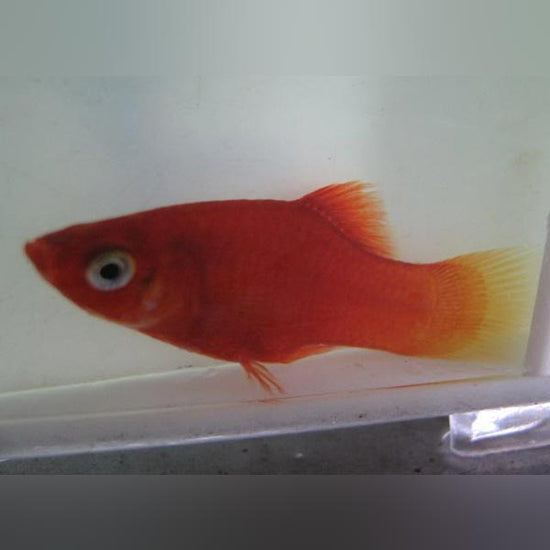 Red Platy For Sale – Aquariumfish.com