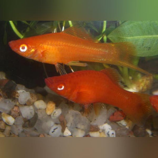 Blood Red Red-eye Swordtail