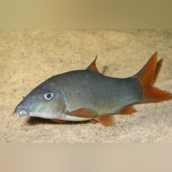 Red Loach Loaches – Page 2 – AquariumFish.com