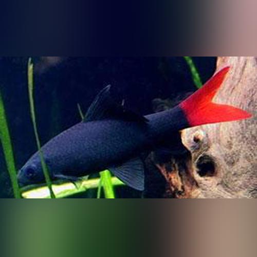 Red Tail Shark