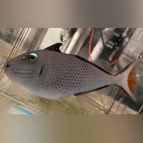 Trigger Fish Red Triggerfish – AquariumFish.com