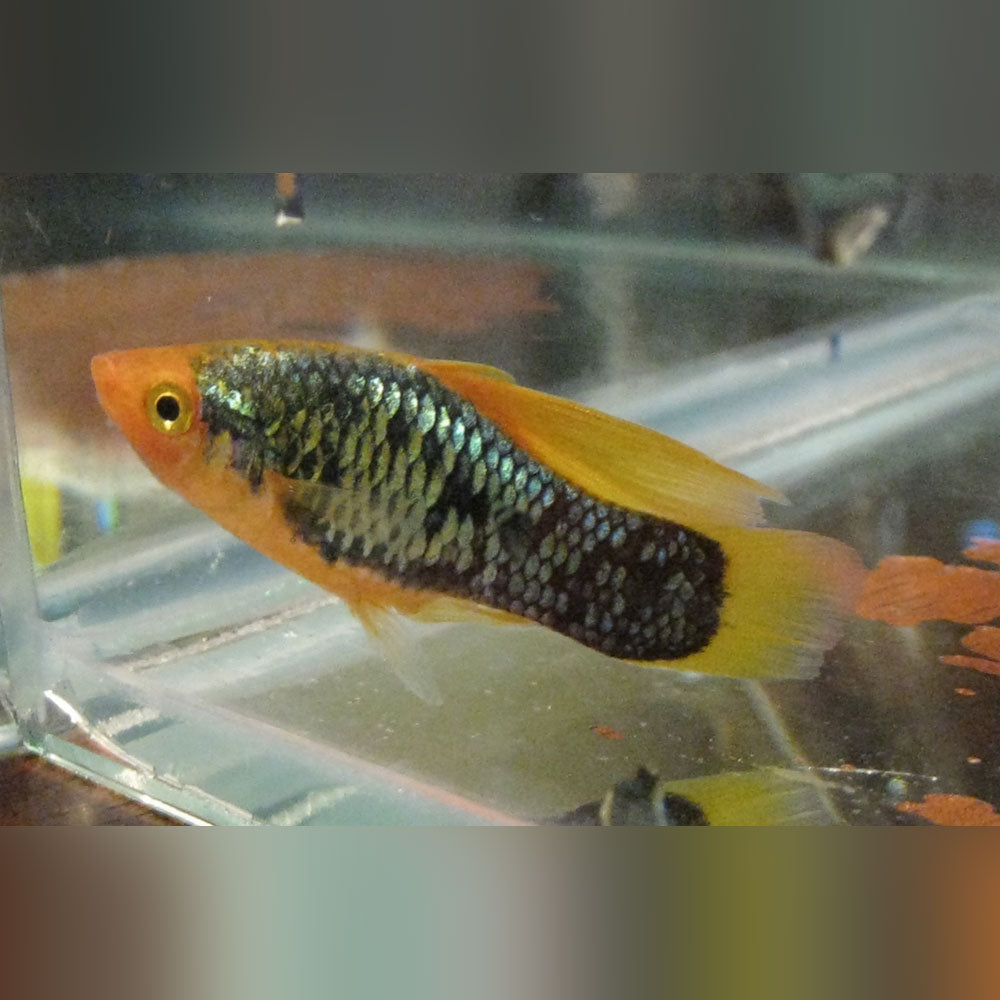Red Body Variatus Red Tux Hi Fin Variatus for sale – AquariumFish.com