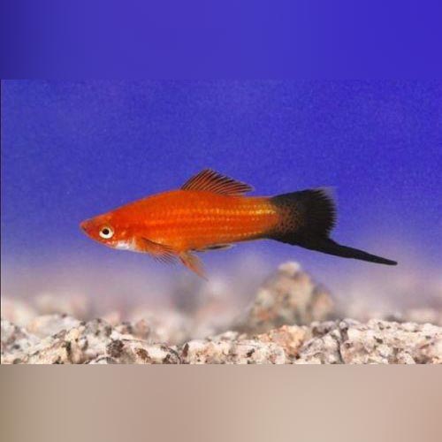 Red Wag Swordtail