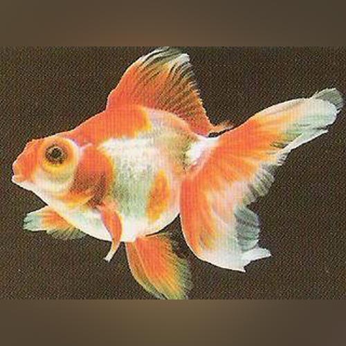 Red and White Telescope Head Goldfish