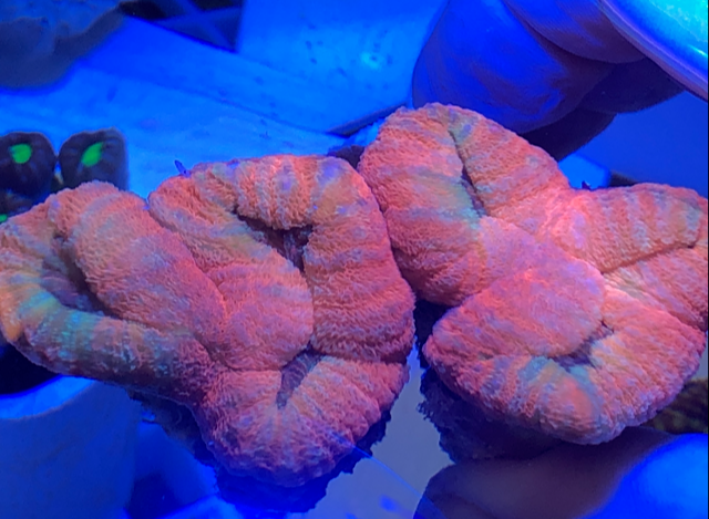 Lobophyllia Red Brain Coral