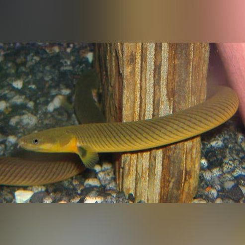 African Rope fish for sale – AquariumFish.com