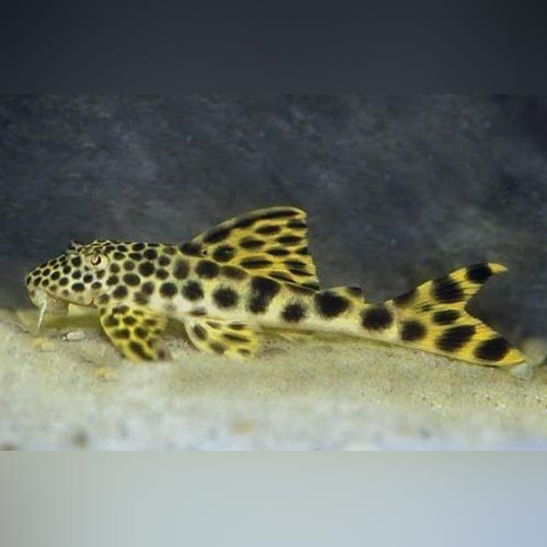 L-75 Rio de Para Pleco