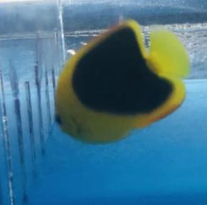 Rock Beauty Angelfish