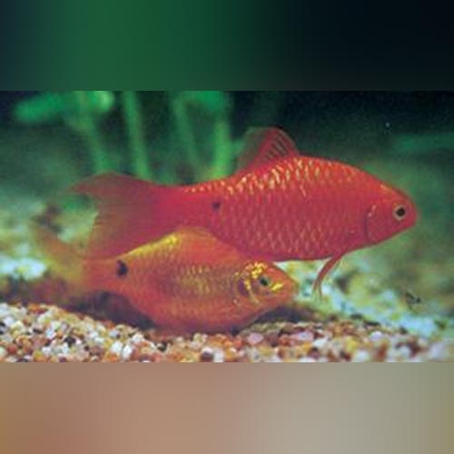 Pink Rasbora Fish Freshwater Fish Bundles for Sale | AquariumFish.com – Page 2