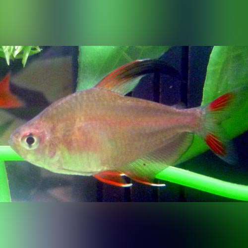 Rosy Tetra