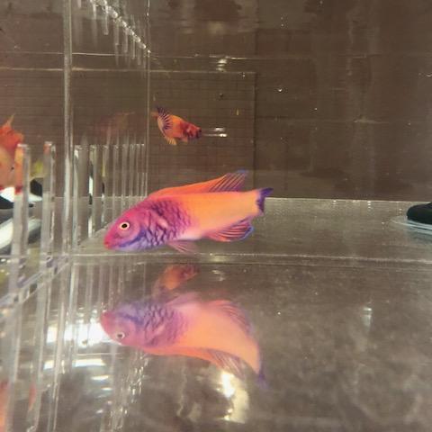 Rosy-scales Fairy Wrasse for sale – AquariumFish.com