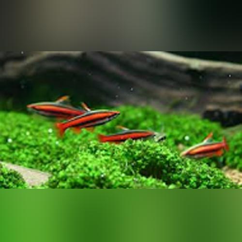 Ruby Red Pencilfish