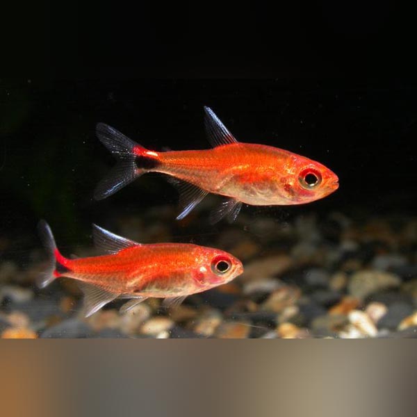 Ruby Tetra