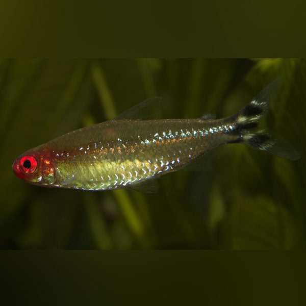 Rummynose Tetra