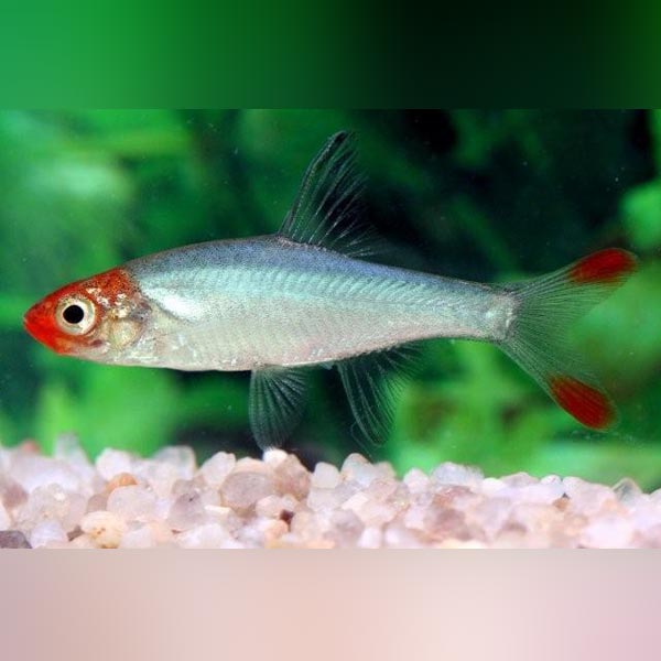 Rummynose Rasbora