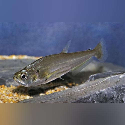 Saber Tooth Tetra Payara