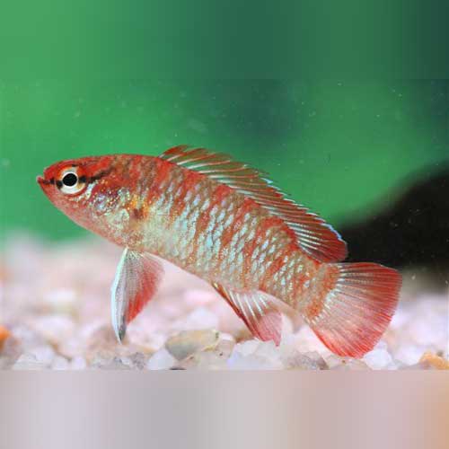 Scarlet Gem Badis