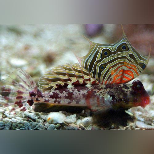 Red  Scooter Blenny