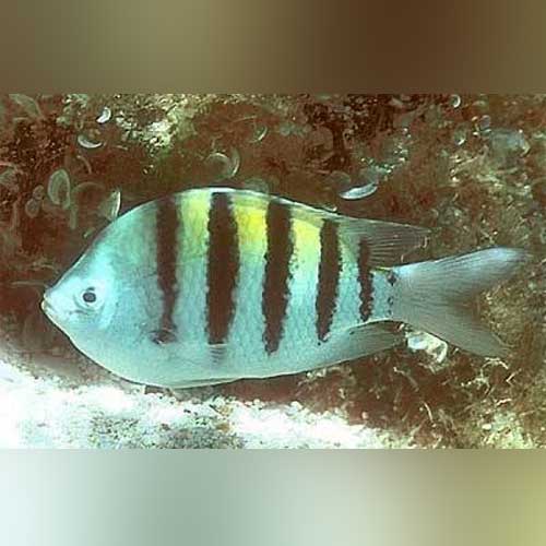 Sergeant Damselfish for sale – AquariumFish.com