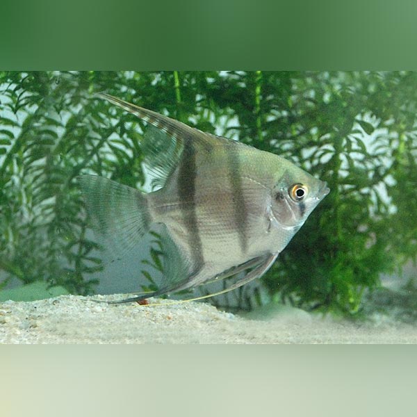 Silver Angelfish